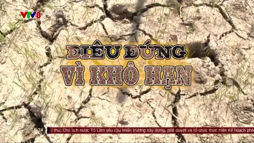 Tiêu điểm: Điêu đứng vì khô hạn 