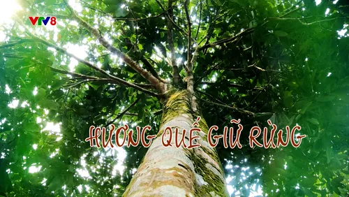 Nông sản kể chuyện: Hương quế giữ rừng