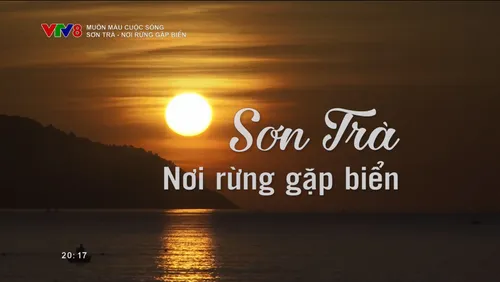 Muôn màu cuộc sống: Sơn Trà - nơi rừng gặp biển 