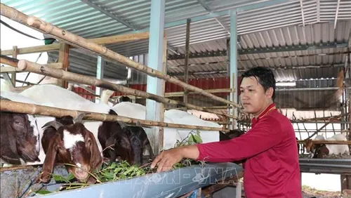 Hướng đi mới trong tái cơ cấu chăn nuôi ở Vĩnh Long