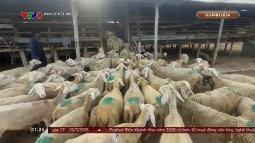 Dê, cừu Khánh Hòa trước cơ hội bước vào thị trường Halal hàng nghìn tỷ USD
