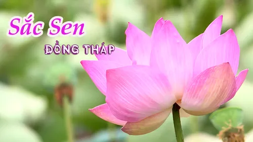 Về Đồng Tháp, đắm chìm trong hương sắc đồng sen