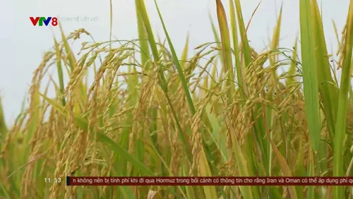 Cụm tin kinh tế ngày 28-08: Xuất khẩu gạo giảm tốc-Doanh nghiệp chung tay giữ giá lúa cho nông dân