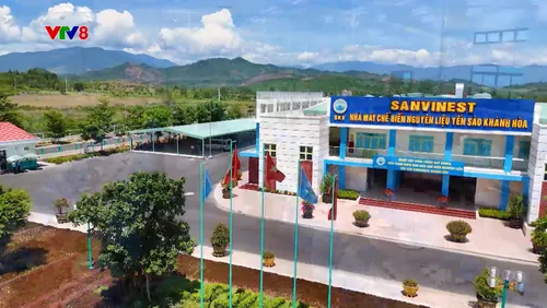 Phóng sự: Yến sào Khánh Hòa - Cuộc chiến bảo vệ thương hiệu vàng