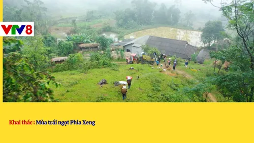 Khai thác: Mùa trái ngọt Phia Xeng