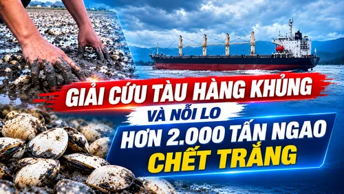 Tin tổng hợp ứng phó thiên tai: Giải cứu tàu hàng khủng và nỗi lo hơn 2.000 tấn ngao chết trắng, nguyên nhân do đâu?