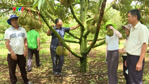 Nông sản kể chuyện: Sầu riêng Đắk Lắk - Từ ngày hội đến thương hiệu