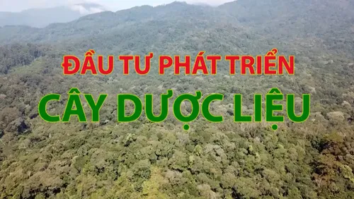 Phóng sự: Quảng Ngãi đầu tư phát triển cây dược liệu