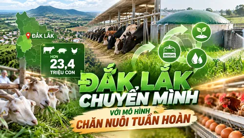 Đắk Lắk: Thúc đẩy phát triển chăn nuôi tuần hoàn