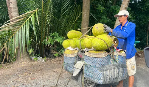 Trái cây lại rơi vào cảnh được mùa mất giá