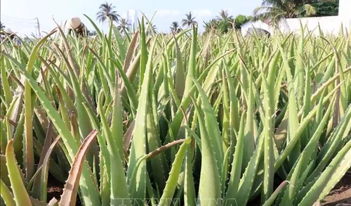 Từ cây trồng vùng hạn đến sản phẩm vươn ra thế giới