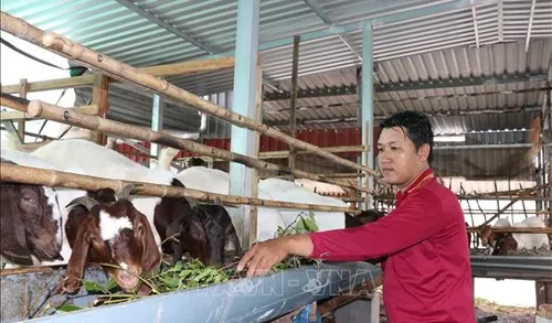 Hướng đi mới trong tái cơ cấu chăn nuôi ở Vĩnh Long