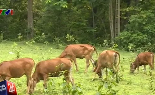 Cuộc sống của bà con vùng biên đổi thay tích cực từ khi có bò giống