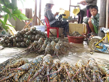 Khánh Hòa: Người nuôi tôm hùm bị ép giá gay gắt