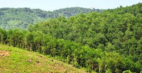 Quảng Nam: Nhiều diện tích rừng trong vùng dễ cháy