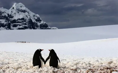 Chùm ảnh đẹp về tình yêu của các loài vật