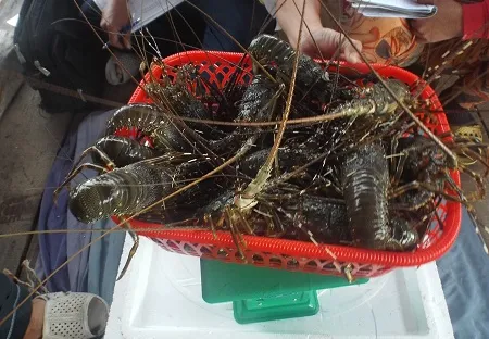 Khánh Hòa: Giá tôm hùm xuống thấp, còn 1.2 triệu đồng/kg