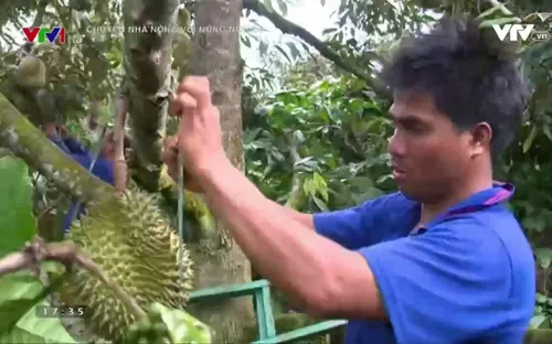 Nông dân Đăk Lăk lãi lớn nhờ mô hình canh tác dưới tán rừng
