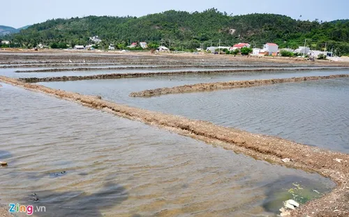 Rớt giá “thê thảm”, diêm dân bỏ hoang ruộng muối Sa Huỳnh