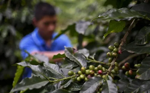 Chính phủ Colombia và FARC thống nhất đưa trẻ em ra khỏi trại du kích