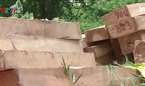 Cận cảnh rừng pơ mu quý hiếm bị triệt hạ tại Quảng Nam