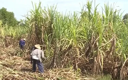 Hiệp hội Mía đường Việt Nam yêu cầu các DN không nâng giá mía