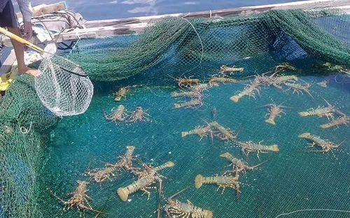 Khánh Hòa: Thương lái dùng đủ chiêu ép giá tôm hùm