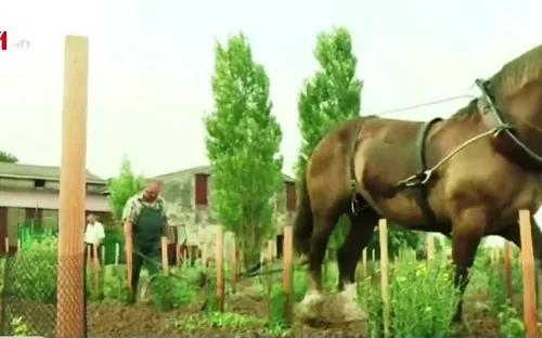 Ngựa kéo cày trong vườn nho tại Pháp