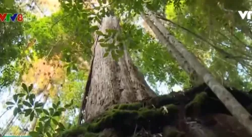 Quảng Nam trao bằng công nhận rừng di sản Pơ mu