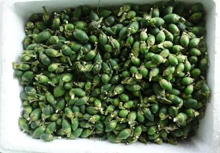 Quảng Ngãi: Cau rớt giá vẫn bị hái trộm