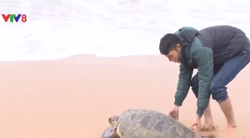 Huế: Thả rùa biển quý hiếm về tự nhiên