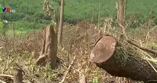 Rừng Tây Nguyên đang bị suy thoái nghiêm trọng