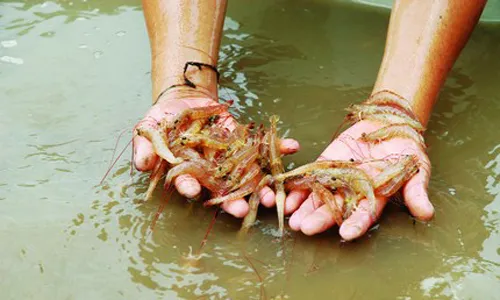 Bùng phát dịch bệnh tôm chết hàng loạt tại Quảng Trị