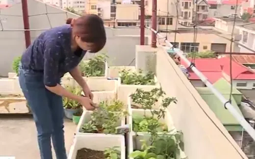 Rau trồng tại nhà có thực sự an toàn?