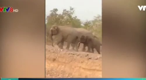 Đăk Lăk: Voi xuất hiện theo đàn ngày càng nhiều