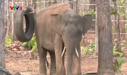 Tổ chức Động vật châu Á hỗ trợ 50.000 USD bảo vệ đàn voi Việt Nam