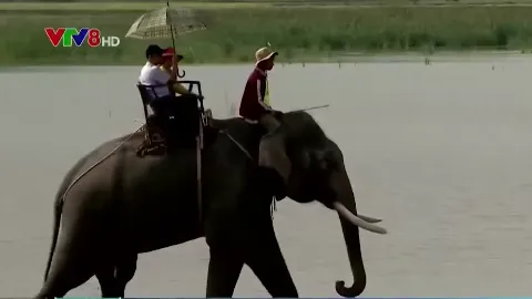 Những con voi còn lại cuối cùng ở Tây Nguyên