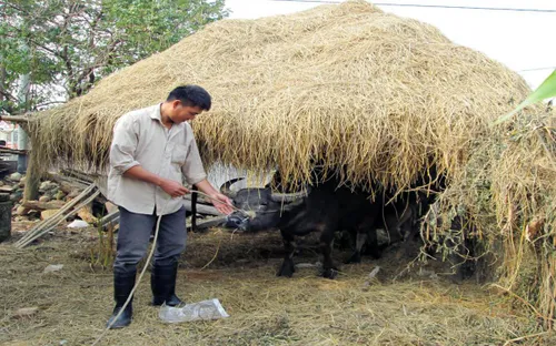 Cây rơm - Mô hình chống rét hiệu quả cho gia súc ở vùng cao