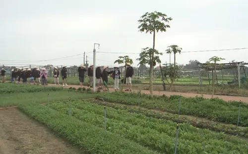 Trải nghiệm trồng rau tại làng rau Trà Quế, Hội An