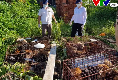 Nghệ An tiêu hủy 72 con chó không có giấy tờ kiểm dịch