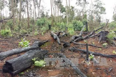 Đắk Nông: Kiến nghị điều tra, làm rõ việc hơn 53 ha rừng ở xã Quảng Sơn bị phá