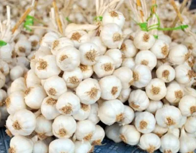 Tỏi cô đơn liệu có thể tiếp tục "cô đơn" ở Lý Sơn?