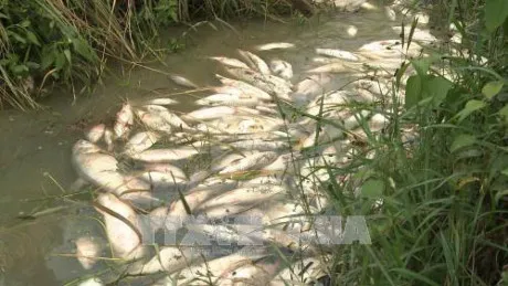 Quảng Ngãi: Cá chết hàng loạt chưa rõ nguyên nhân