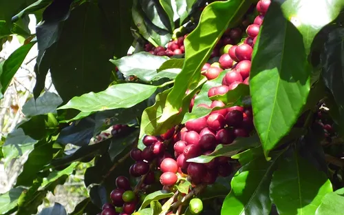 Lâm Đồng dành hơn 11 tỷ đồng quảng bá thương hiệu