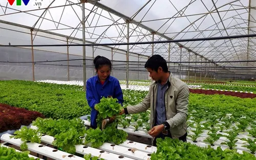 Lâm Đồng phát triển hướng đi mới - trồng rau thủy canh