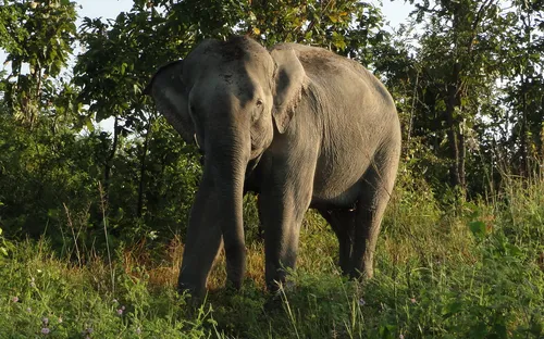 [Tiêu điểm]: Cấp bách bảo vệ đàn voi tại miền Trung và Tây Nguyên