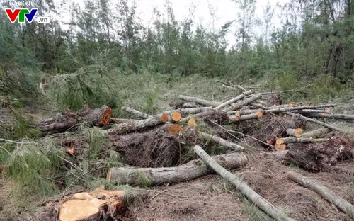 Quảng Ngãi phá rừng dương ven biển để... trồng rau?!