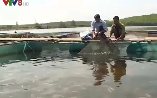 Môi trường nuôi trồng thủy sản tại Thừa Thiên Huế đã khôi phục hoàn toàn