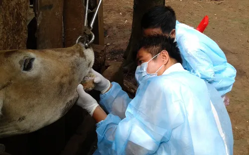 Chính phủ hỗ trợ 3 địa phương phòng chống dịch bệnh gia súc, gia cầm