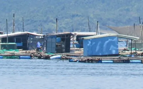 Nỗi lo ô nhiễm môi trường nuôi tôm hùm ở Nam Trung Bộ